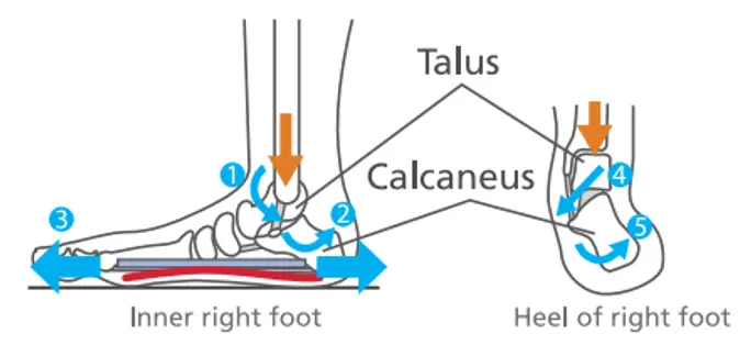 Механизъм на нарушаване на пружинната функция