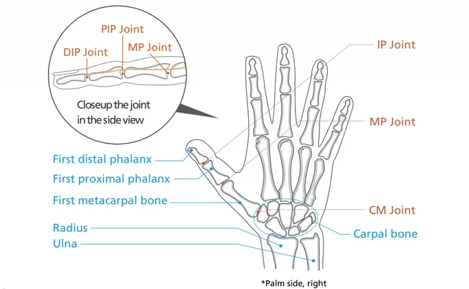 Структура на пръстите на ръката