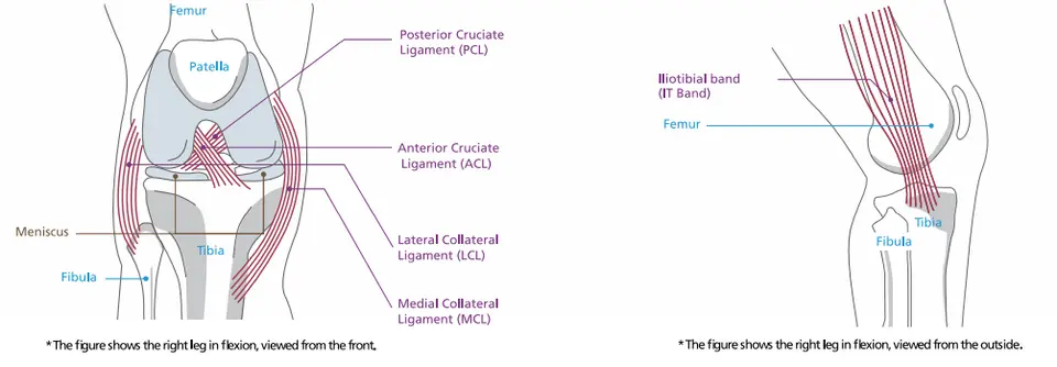 Структура на коляно